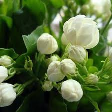 Hương nhài thực phẩm